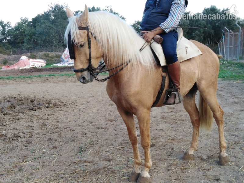 Potro palomino 3.5 años in 