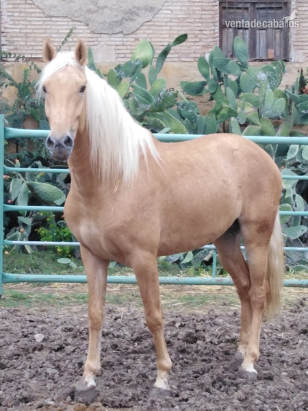 Potro palomino 3.5 años - Hispano luso