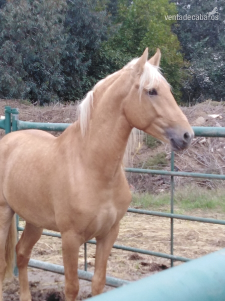 Potro palomino 3.5 años - Potros