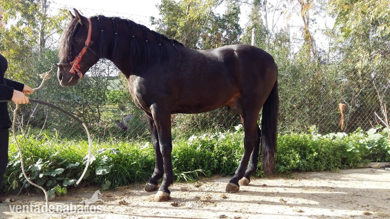 se vende pre 4 años muy noble in 