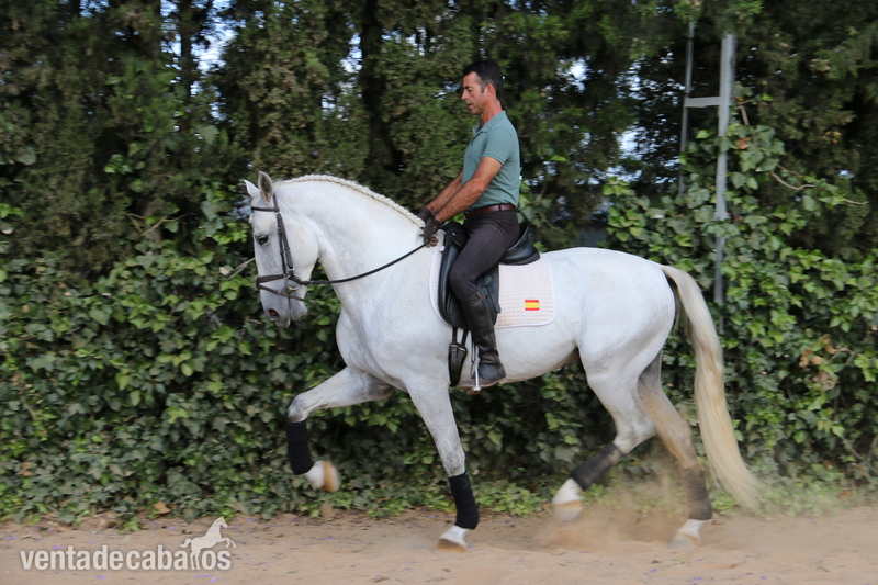 caballo de doma  in 