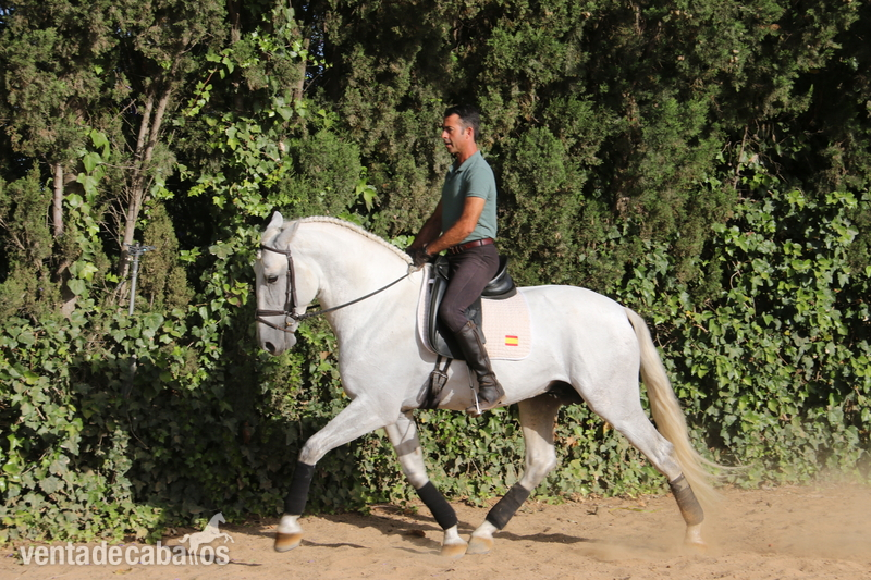 Caballos Pura Raza Española (P.R.E.) española - caballo de doma 