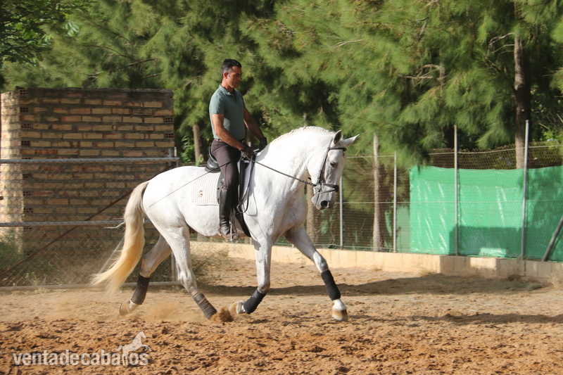 caballo de doma  - española