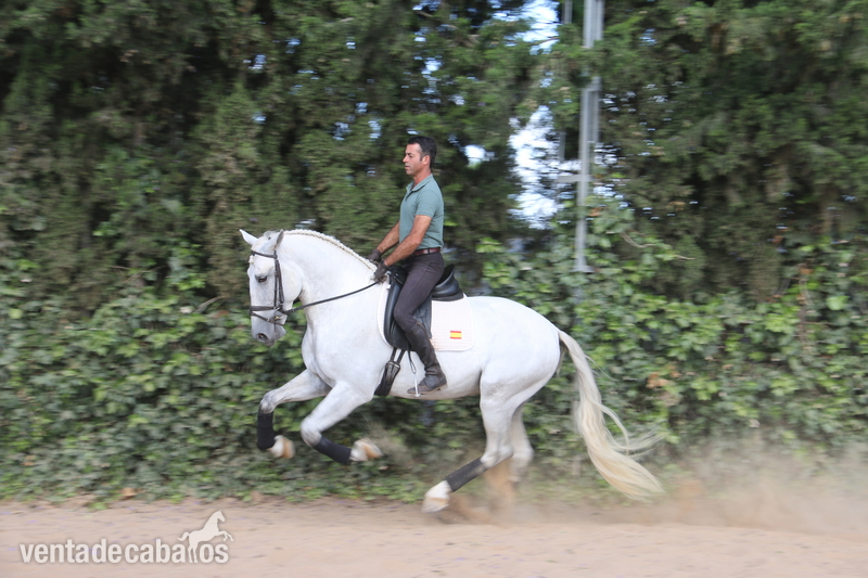 caballo de doma  - Caballos Pura Raza Española (P.R.E.)