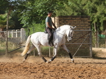 caballo de doma