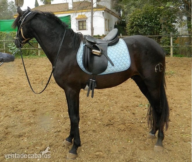 Caballo entero, Excelentes orígenes. in 