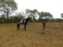 Caballo entero, Excelentes orígenes.
