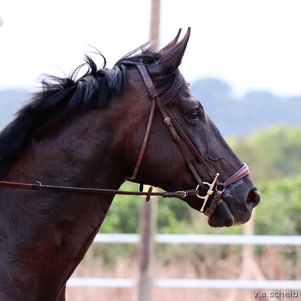 Slovakian Warmblood