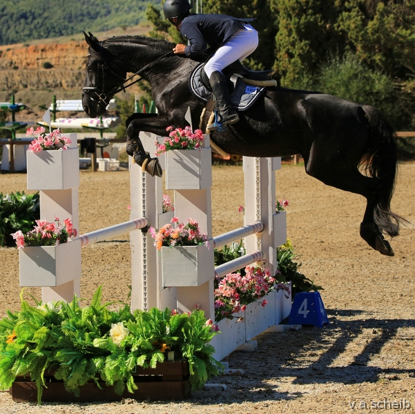 Slovakian Warmblood {TYPE}