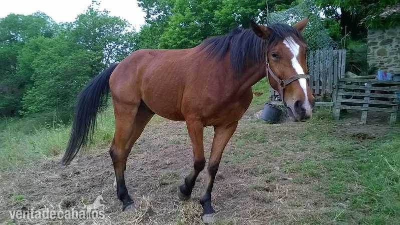 Caballo Deporte Español in 