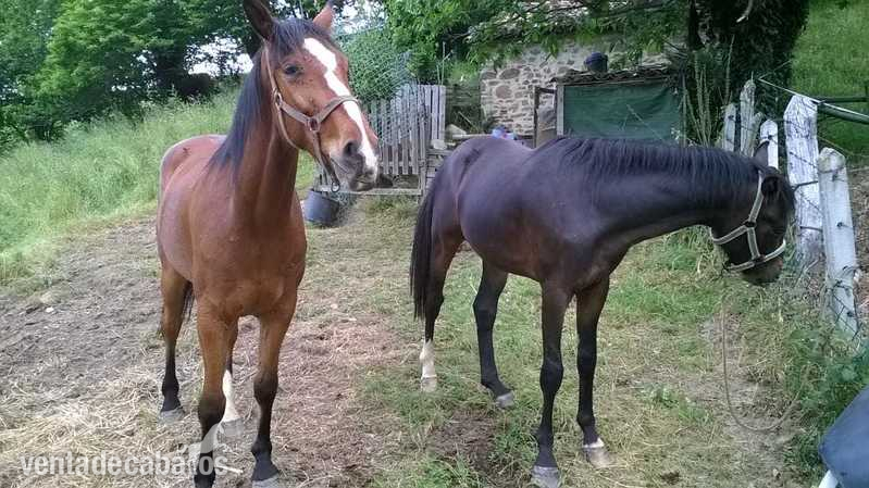 Caballo de Deporte Español (CDE)