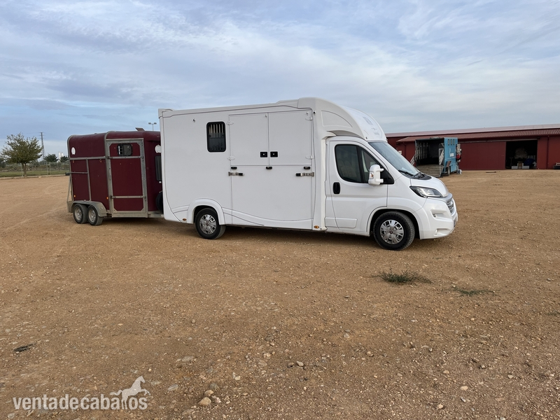 Transporte de caballos 