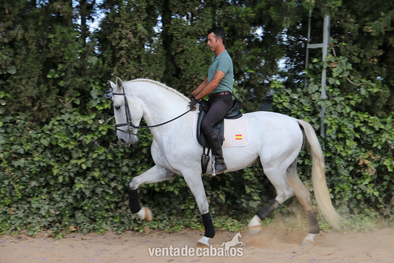 caballo de doma  in 