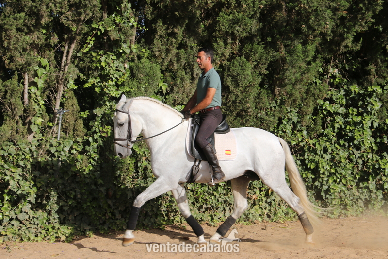 Caballos Pura Raza Española (P.R.E.) española - caballo de doma 