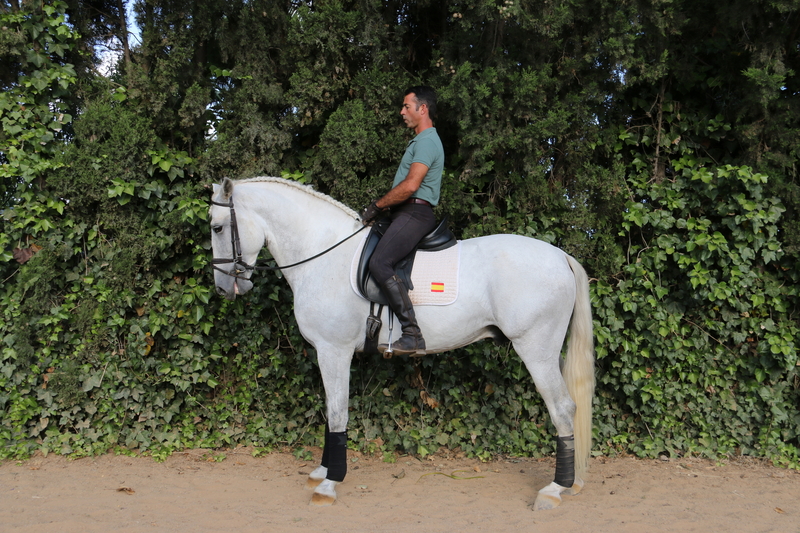 caballo de doma  - Caballos Pura Raza Española (P.R.E.) española