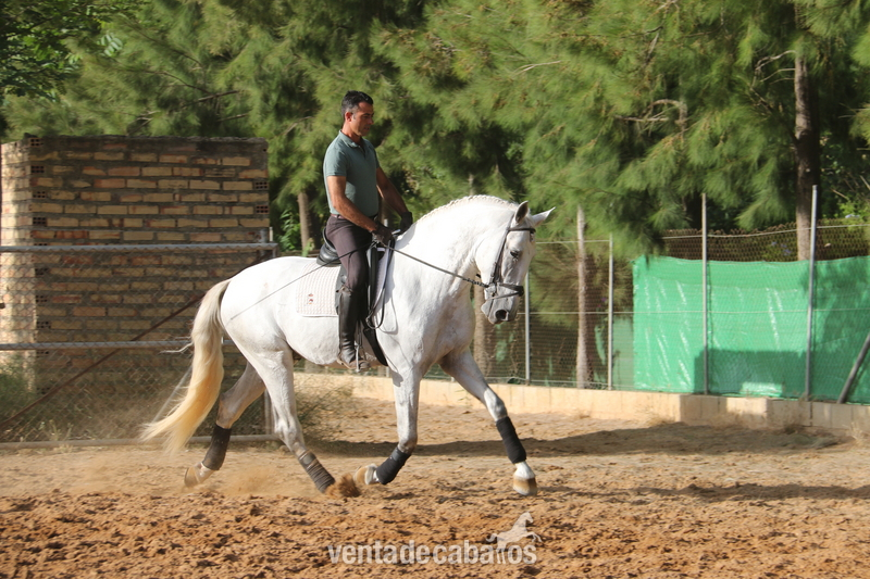 caballo de doma  - española