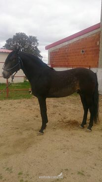 PURA SANGRE LUSITANO in 