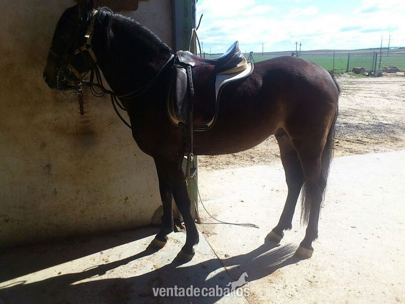 Lusitano