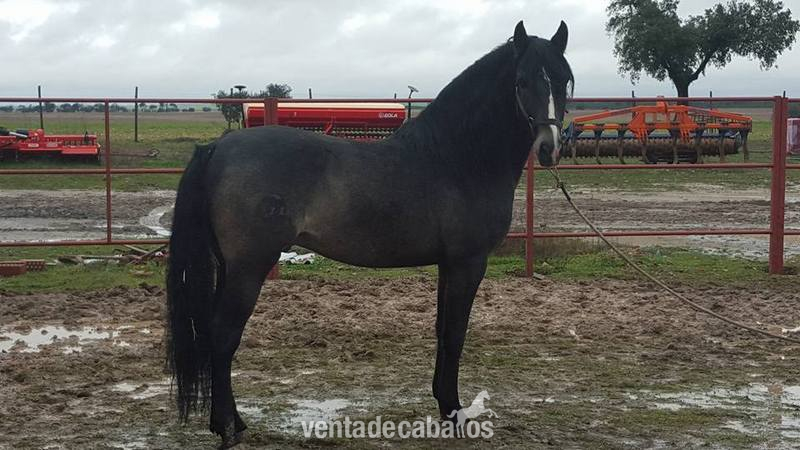 Lusitano {TYPE}