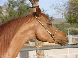 Pura Raza Árabe, Pure Hispanish. Potro en venta en Alicante in 