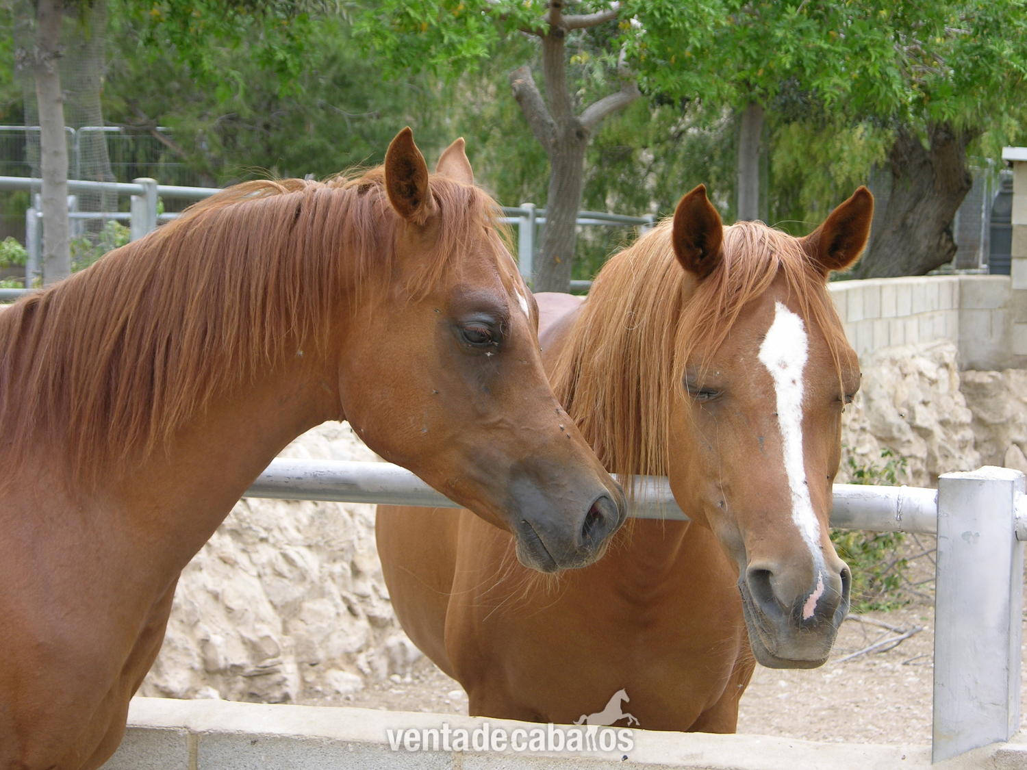 Caballos Árabes EMPTY - Pura Raza Árabe, Pure Hispanish. Potro en venta en Alicante