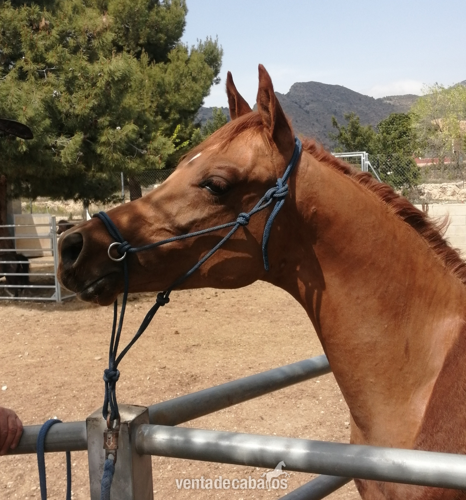 Pura Raza Árabe, Pure Hispanish. Potro en venta en Alicante - Caballos Árabes EMPTY