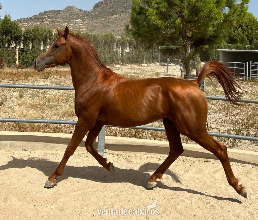 Pura Raza Árabe, Pure Hispanish. Potro en venta en Alicante - Caballos Árabes
