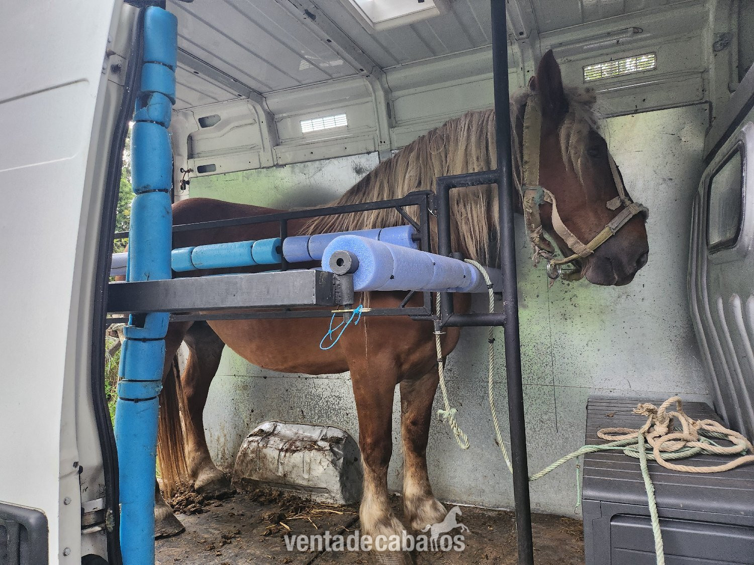 PEUGEOT BOXER PARA TRANSPORTE DE 2 CABALLOS 