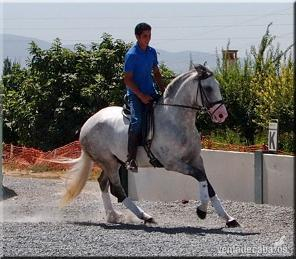 excepcional castrado andaluz in 