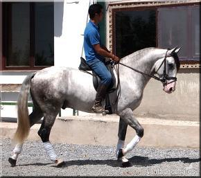 Andaluz