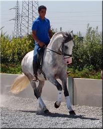 Andaluz {TYPE}