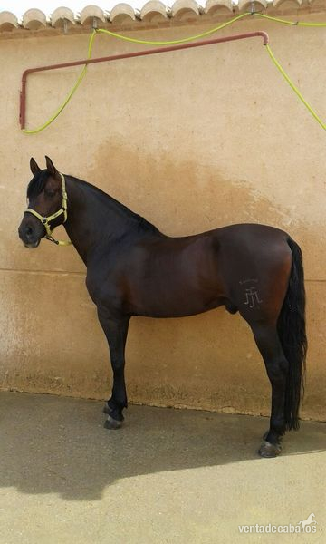 se vende caballo P.R.E. hijo de ATIZA in 