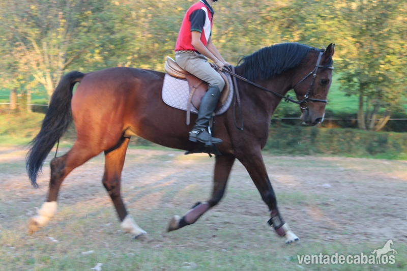 Caballo 5 años in 