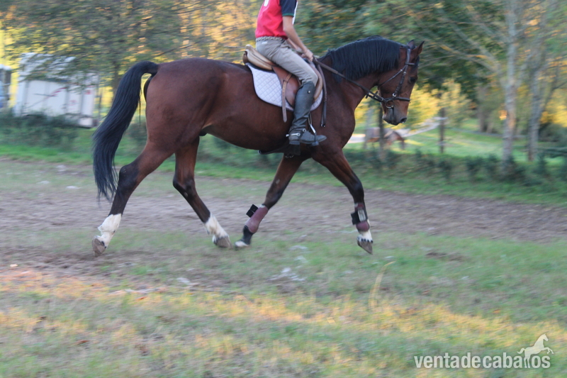 Caballo de Deporte Español (CDE)