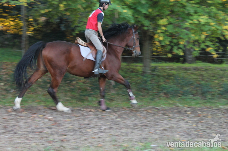 Caballo de Deporte Español (CDE) {TYPE}