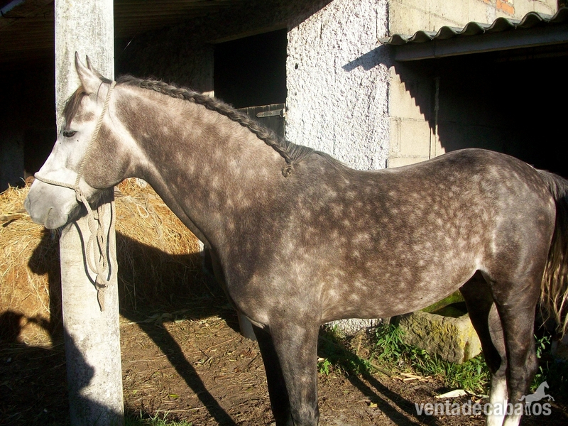 Se vende caballo in 