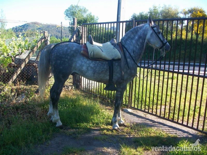 Hispano-Arabe
