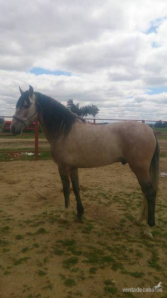 Lusitano