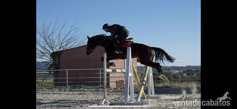 Caballo CDE con orígenes centroeuropeos  in 