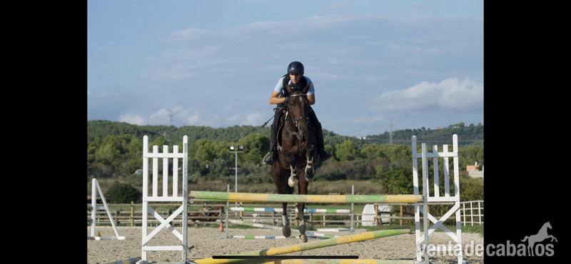 Holsteiner i hannoveriano  {TYPE}