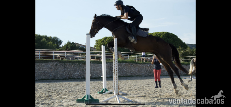 Caballos Capados Holsteiner i hannoveriano  - Caballo CDE con orígenes centroeuropeos 