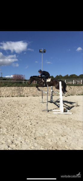 Caballo CDE con orígenes centroeuropeos  - Caballos Capados Holsteiner i hannoveriano 