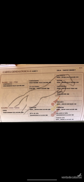 Caballo CDE con orígenes centroeuropeos  - Holsteiner i hannoveriano 