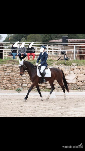 Caballo CDE con orígenes centroeuropeos  - Caballos Capados