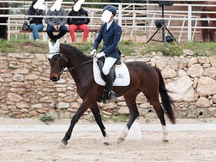 Caballo CDE con orígenes centroeuropeos