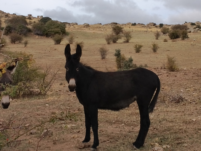 Vendo burros y burras in 