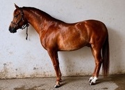 Caballo hispano arabe 50%