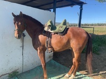 Caballo hispano arabe 50%