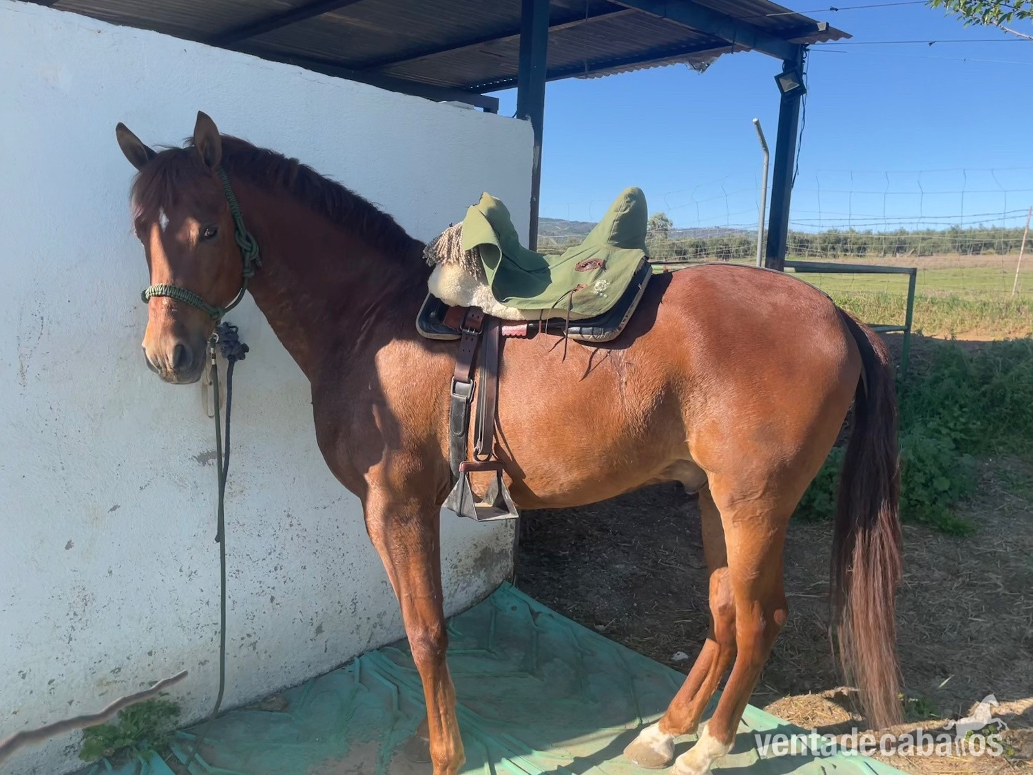 Caballo Hispano Árabe EMPTY - Caballo hispano arabe 50%