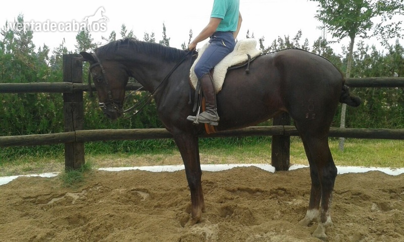 Oldenburgo